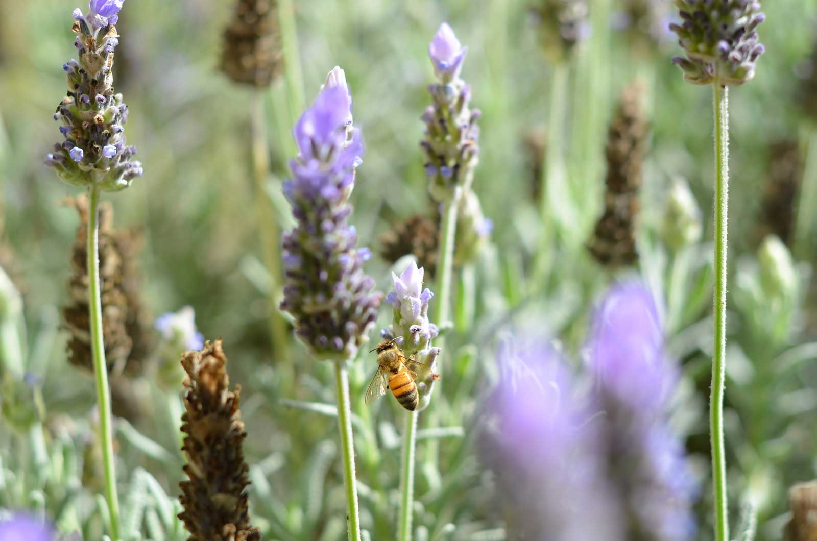 Wat doe je tegen insectenbeten?